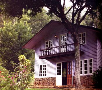 nhatim1 - Tĩnh lặng giữa rừng thông
