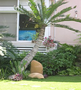 cay - Những cấm kỵ về cây cối không thể xem thường
