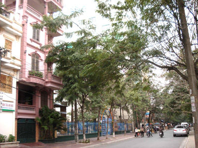 cayto - Cây to trước nhà và cách hóa giải phong thủy