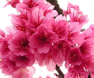 hoa3 - Biểu tượng hoa trong phong thủy