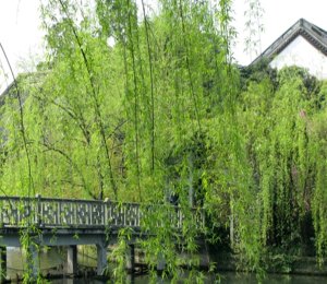 lieu - Có nên trồng liễu trước cửa nhà?