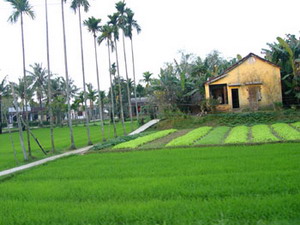 trongcay01 - Trồng cây hài hòa phong thủy