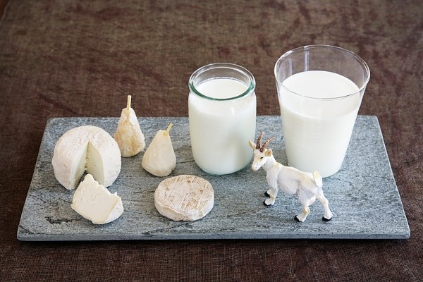 Sữa dê có nhiều protein và rất dễ tiêu hóa cho bà bầu