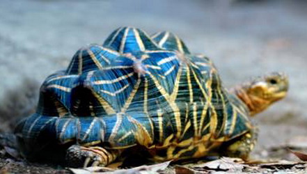 vasauvarua4 - Ve sầu và rùa - những biểu tượng mạnh mẽ
