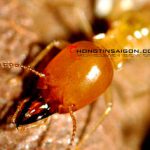 Máy diệt côn trùng – May diet con trung – Máy phun xịt côn trùng – Máy diệt muỗi – May phin xit con trung – Giới thiệu web