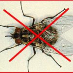 Diệt côn trùng – Dịch vụ diệt côn trùng – Diệt gián, kiến, mối, mọt, ruồi, muỗi – Giới thiệu web