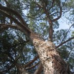 Cây thông, quả đào và cây tre – Những biểu tượng trường thọ