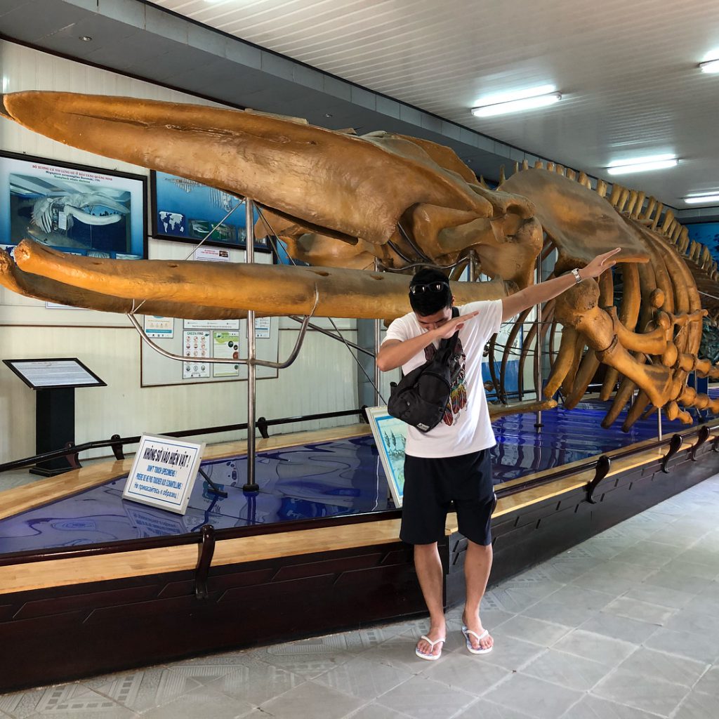 Bộ xương các voi ở Viện Hải Dương Học Nha Trang